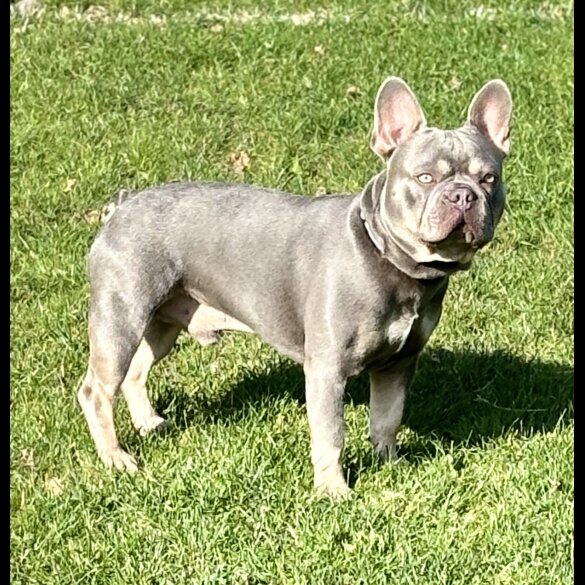 French Bulldog