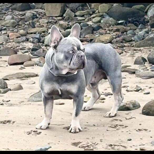 French Bulldog