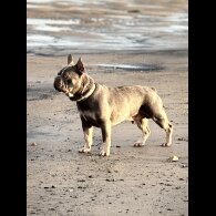 French Bulldog