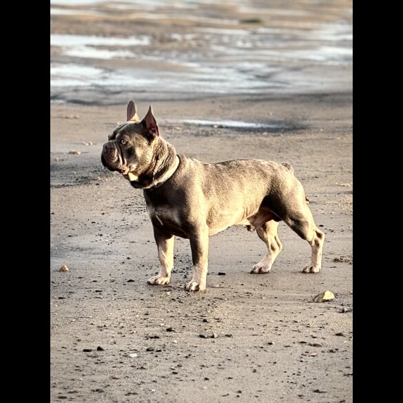 French Bulldog