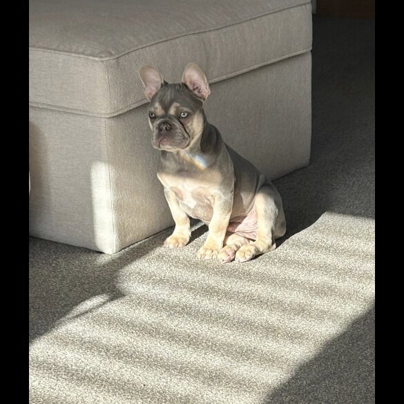 French Bulldog
