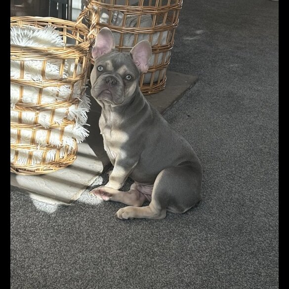 French Bulldog