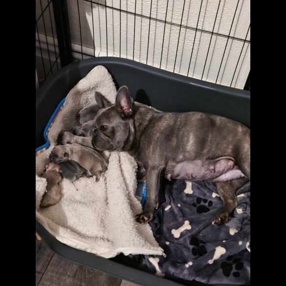 French Bulldog - Both