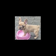 French Bulldog - Dogs