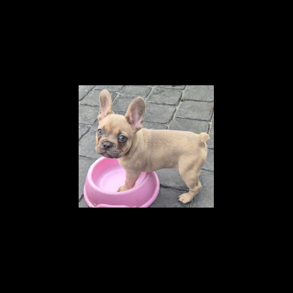 French Bulldog - Dogs