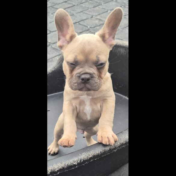 French Bulldog - Dogs