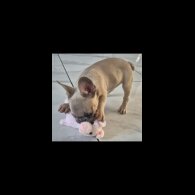 French Bulldog - Dogs
