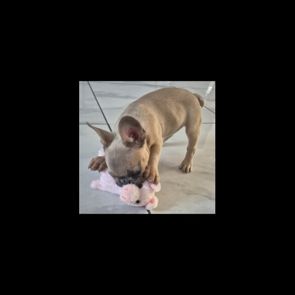 French Bulldog - Dogs