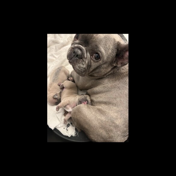 French Bulldog - Dogs