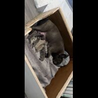 French Bulldog - Both