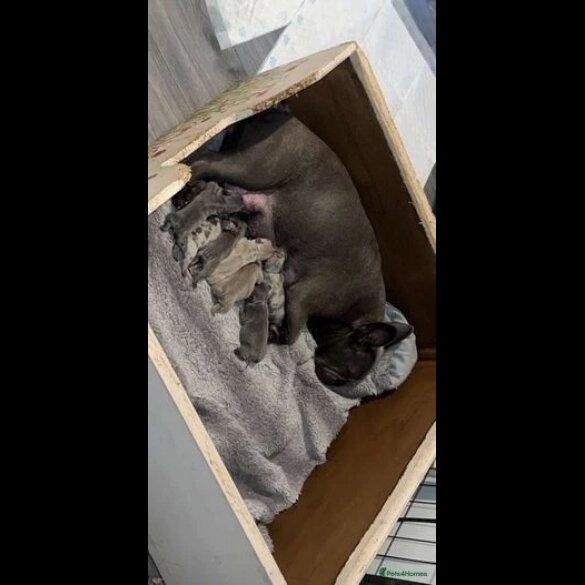 French Bulldog - Both