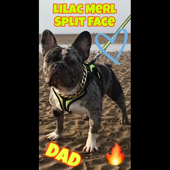 French Bulldog - Both