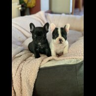 French Bulldog - Both