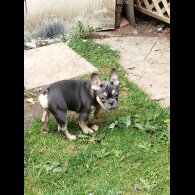 French Bulldog - Both