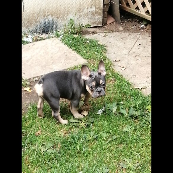 French Bulldog - Both