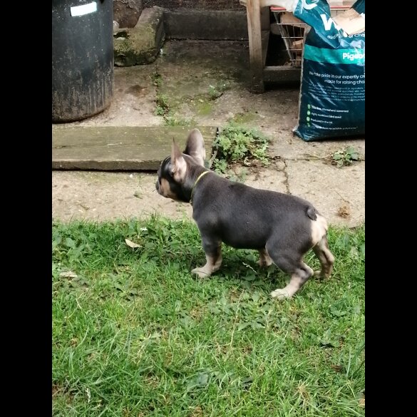 French Bulldog - Both