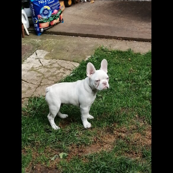 French Bulldog - Both