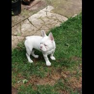 French Bulldog - Both