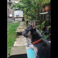 French Bulldog - Both