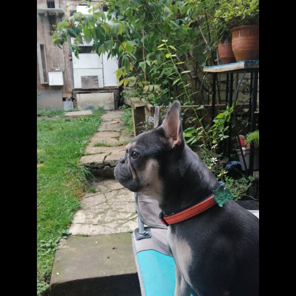 French Bulldog - Both