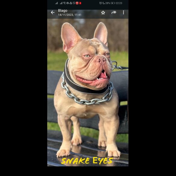 French Bulldog - Both