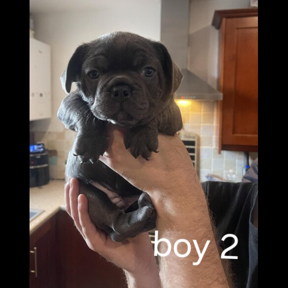 French Bulldog - Both