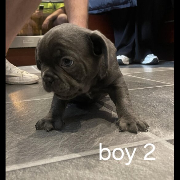 French Bulldog - Both