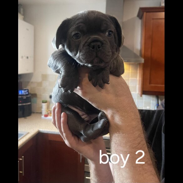 French Bulldog - Both