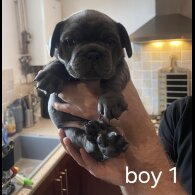French Bulldog - Both