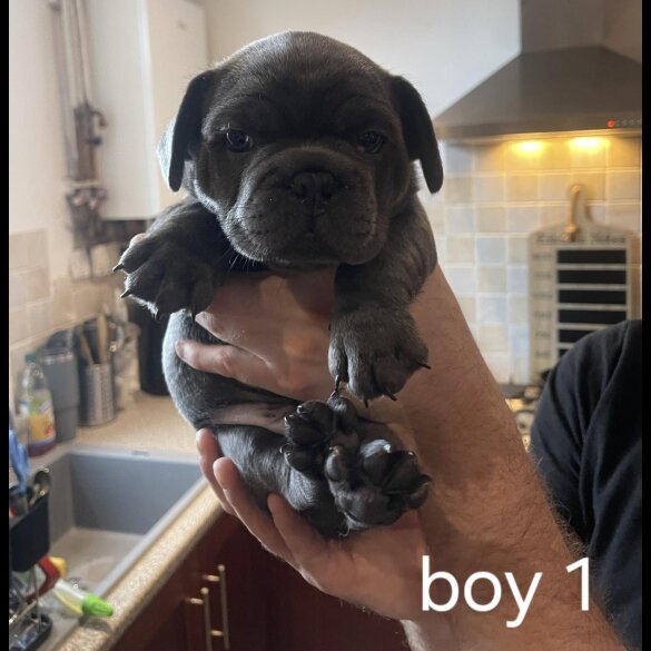 French Bulldog - Both