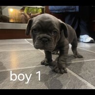 French Bulldog - Both
