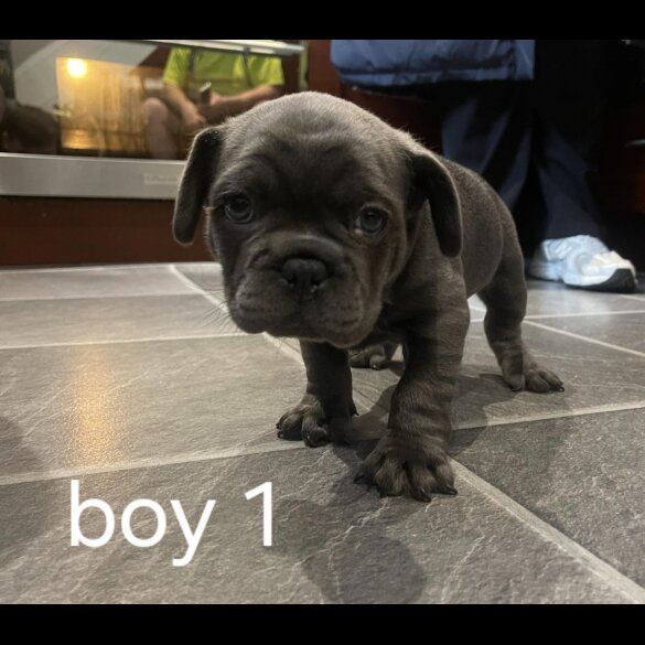 French Bulldog - Both