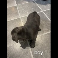 French Bulldog - Both