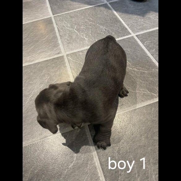 French Bulldog - Both