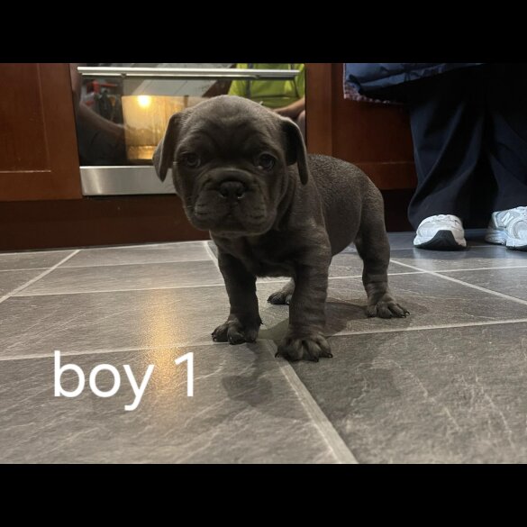 French Bulldog - Both