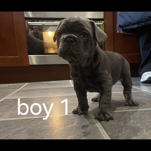 French Bulldog - Both