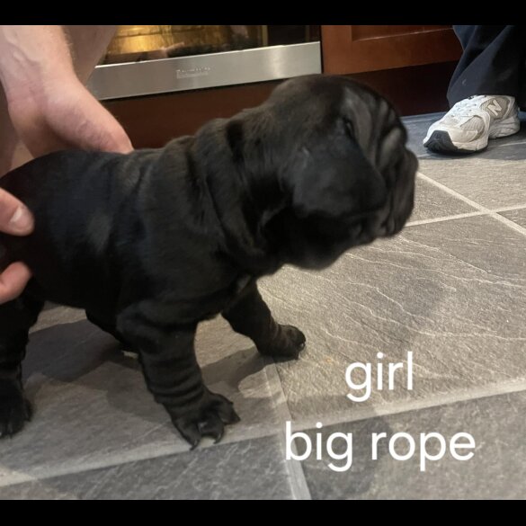 French Bulldog - Both