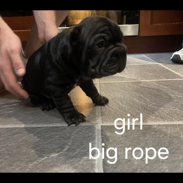 French Bulldog - Both