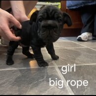 French Bulldog - Both