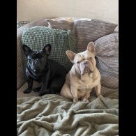 French Bulldog - Both