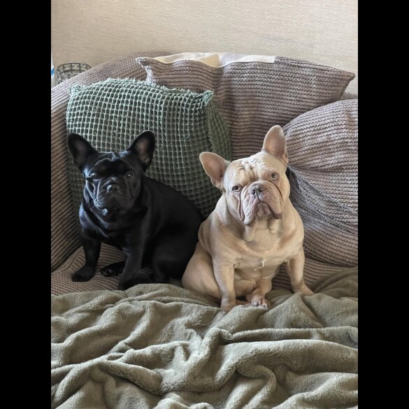 French Bulldog - Both
