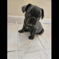 French Bulldog - Both