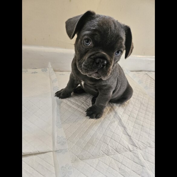 French Bulldog - Both