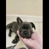 French Bulldog - Both