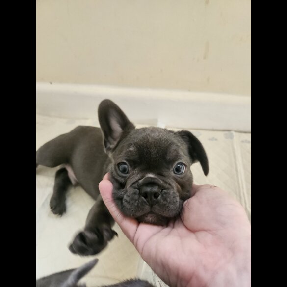 French Bulldog - Both