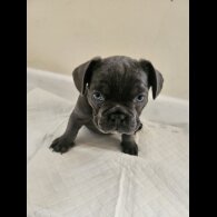 French Bulldog - Both