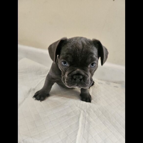 French Bulldog - Both