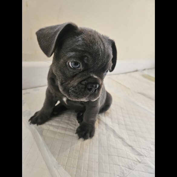 French Bulldog - Both