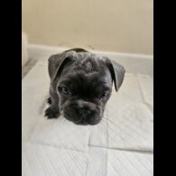 French Bulldog - Both