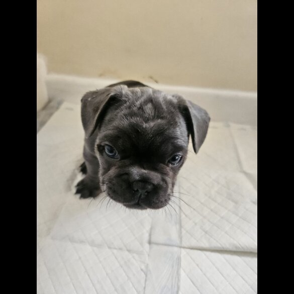 French Bulldog - Both